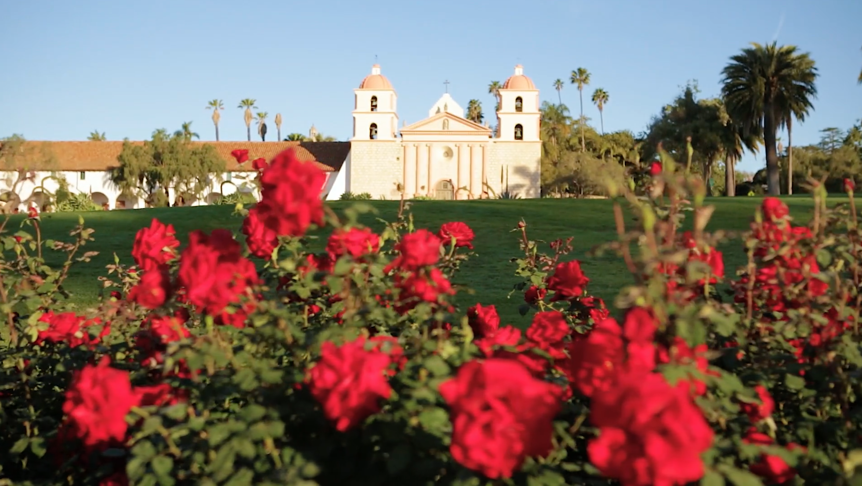 rose bush